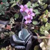 Kalanchoe Pumila - Kalanchoe Pumila - Xplorio™