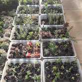 Succulents - Kimi's Nursery - Xplorio™ Villiersdorp