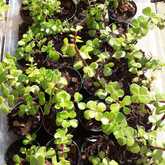 Succulents 1 - Kimi's Nursery - Xplorio™ Villiersdorp