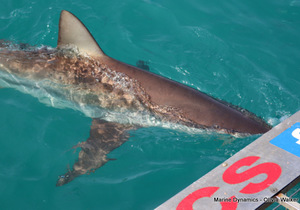 Daily Blog: 15 August 2022 | Shark Cage Diving in South Africa