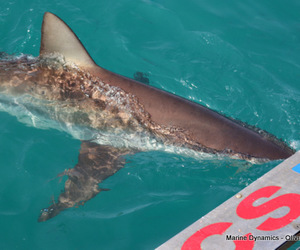 Daily Blog: 15 August 2022 | Shark Cage Diving in South Africa