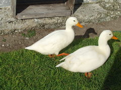 Donnie die eend kom ná 3 weke terug