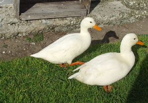 Donnie die eend kom ná 3 weke terug