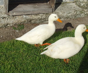 Donnie die eend kom ná 3 weke terug