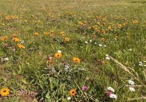 Thumbs up for ‘No Mow Spring Flowers’