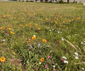 Thumbs up for ‘No Mow Spring Flowers’