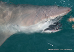 Daily Blog: 22 August 2022 | Shark Cage Diving in South Africa