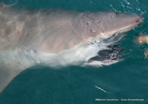 Daily Blog: 22 August 2022 | Shark Cage Diving in South Africa