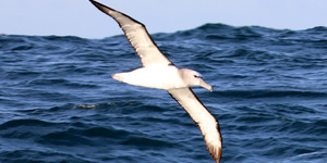 Albatross