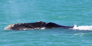 Southern right whale 