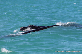 Dyer Island Marine Big 5 Tour: 16 August 2022