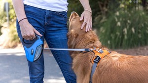 Keep Dogs on Leashes