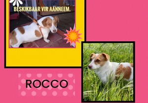 Up for Adoption: Rocco