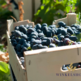 Grapes - Schenkfontein - Xplorio™ Villiersdorp