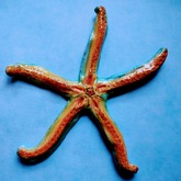 Large Starfish - Pot en Gieter Gift Basket - Xplorio™ Gansbaai