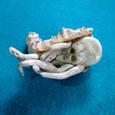 Squishy the Octopus - Pot en Gieter Gift Basket - Xplorio™ Gansbaai