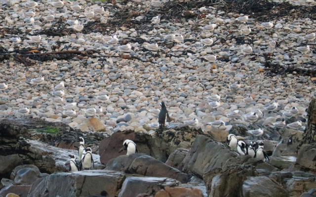 African penguins African penguins