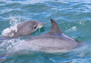 Marine Big 5 Trip Summary: 28 August 2022