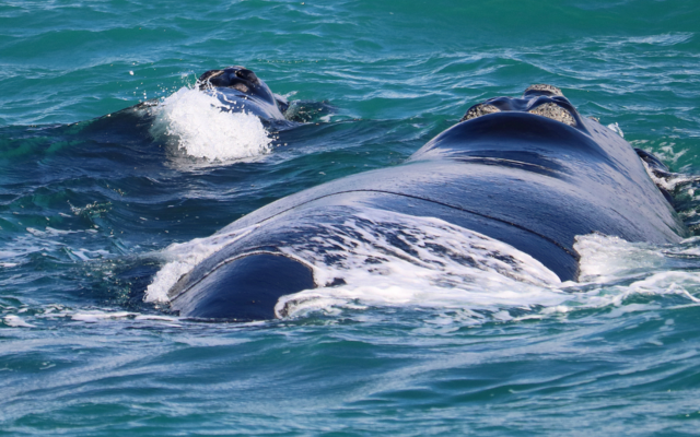 Southern Right whale and calf Southern Right whale and calf