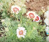 Happy Spring Day from Youth Café Villiersdorp!