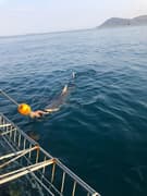 1 September 2022: Shark Cage Diving Trip