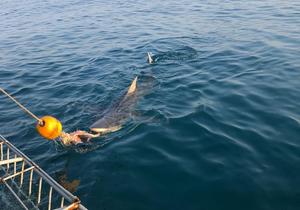 1 September 2022: Shark Cage Diving Trip