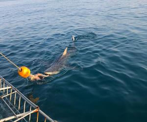 1 September 2022: Shark Cage Diving Trip