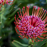 Surrounded By Nature - Fijnbos Manor - Xplorio™ Betty's Bay