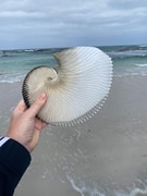 Largest Paper Nautilus Shell on The Perlemoen Trail
