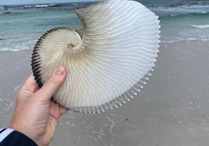 Largest Paper Nautilus Shell on The Perlemoen Trail