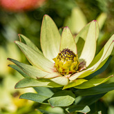 Fynbos Garden - Fijnbos Manor - Xplorio™ Betty's Bay