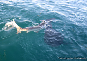 Daily Blog: 04 September 2022 | Shark Cage Diving in South Africa