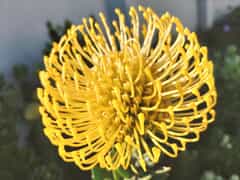 24 + 25 September 2022: Celebration of Fynbos