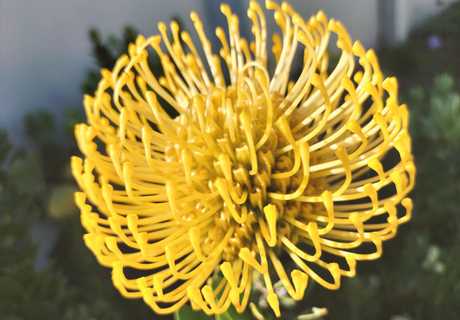 24 + 25 September 2022: Celebration of Fynbos