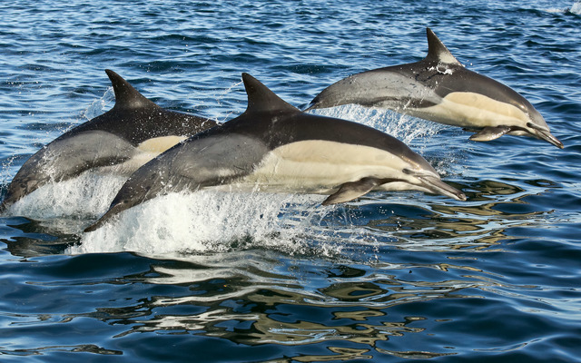 20160410_IMG_0927_1530166433_1662537606