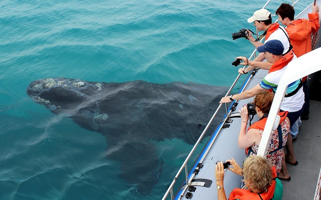 Dyer_Island_Cruises_Marine_Big_5_Southern_Right_Whale_1530166196_1662537606