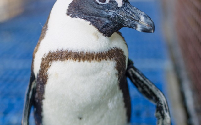 Dyer_island_cruises_Biltong_the_rescued_penguin_1532413517_1662537607