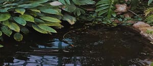 How To Build a Garden Pond