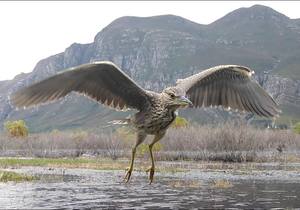 130 Different Documented Bird Species