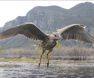 130 Different Documented Bird Species