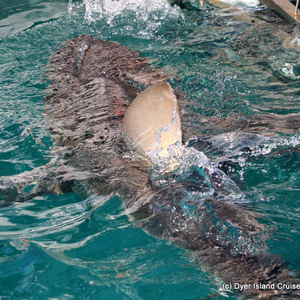 Bronze Whaler shark 