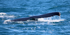 Humpback whale tail