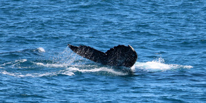 Humpback whale fluke 