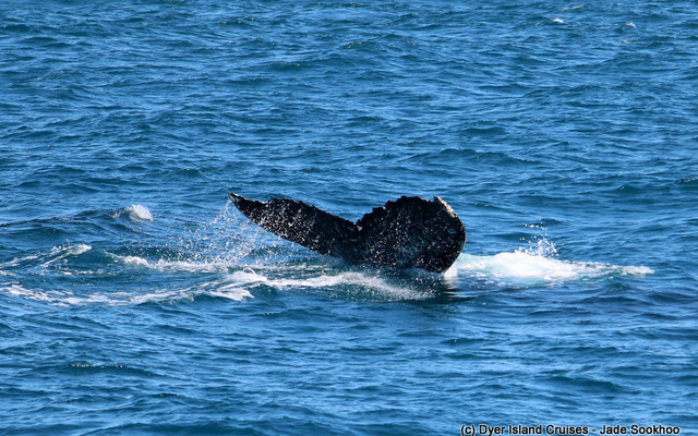 Humpback whale fluke 