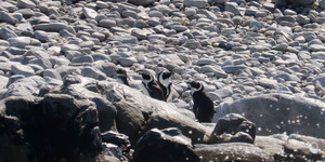 African penguins