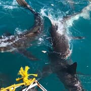 9 September 2022: Shark Cage Diving Trip