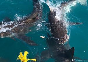 9 September 2022: Shark Cage Diving Trip