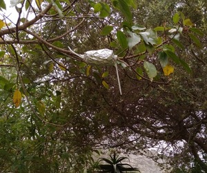 Air Layering Propagation