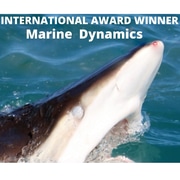 Next Marine Dynamics Shark Cage Diving Trip: 21 September 2022