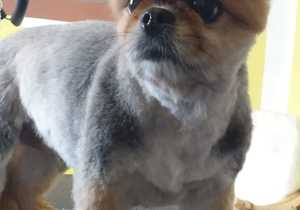 Spring is Finally Here! - It's Grooming Time for Your Dogs